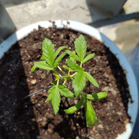BlackBerry Gum #1 growlog timeline photo