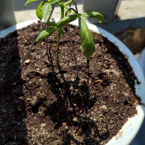 BlackBerry Gum #1 growlog timeline photo