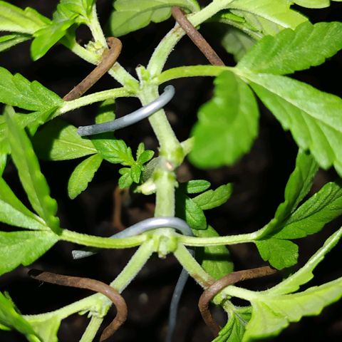 BlackBerry Gum #1 growlog timeline photo