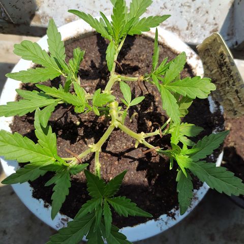 BlackBerry Gum #1 growlog photo: Bloom 1.5cc
 Durainpeel 1.5cc
  Bat guano 2cc စ On