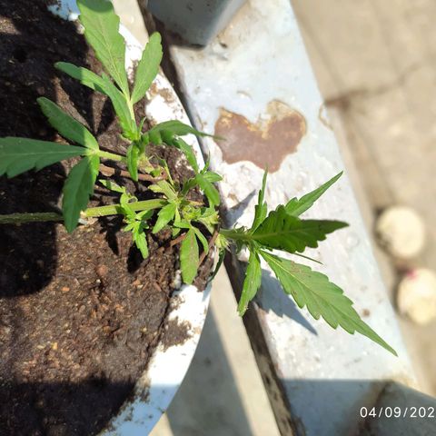 Red Poison #1 growlog photo: Bloom 1.5cc
 Durainpeel 1.5cc
  Bat guano 2cc စ On