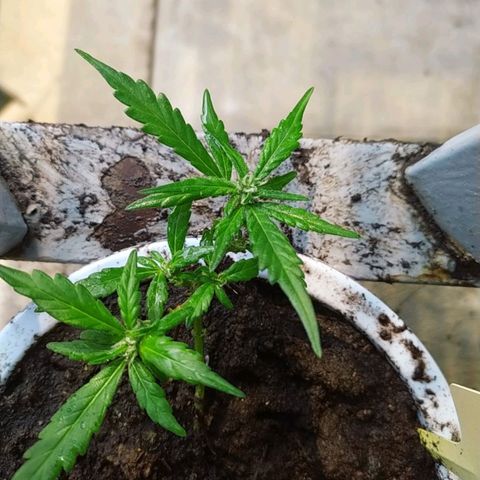 Red Poison #1 growlog timeline photo