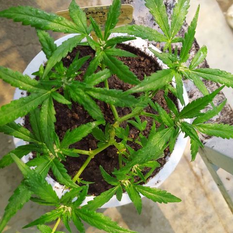 BlackBerry Gum #1 growlog timeline photo