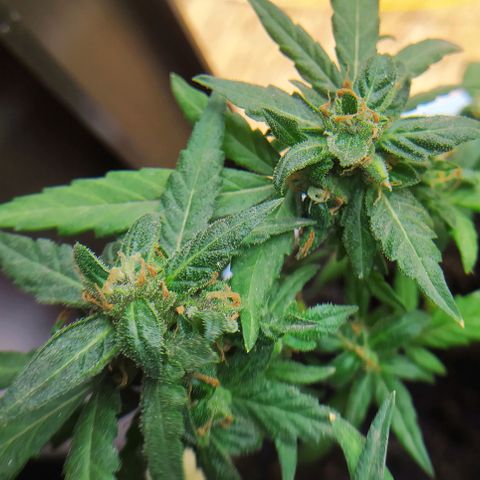 BlackBerry Gum #1 growlog timeline photo