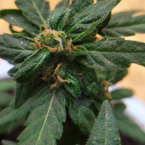 BlackBerry Gum #1 growlog timeline photo