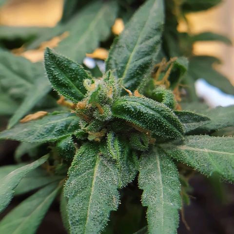 BlackBerry Gum #1 growlog timeline photo