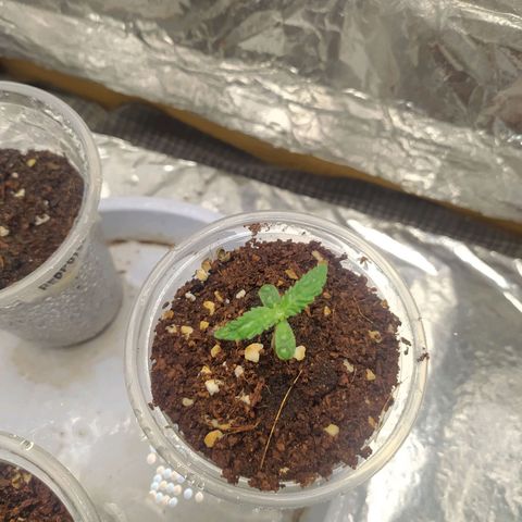 Red Poison 2 growlog photo: B1 1cc 1L spray အနေနဲ့ဖြန်း