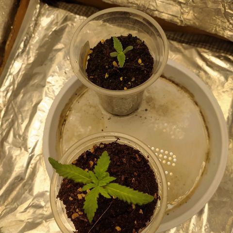 Red Poison 2 growlog timeline photo