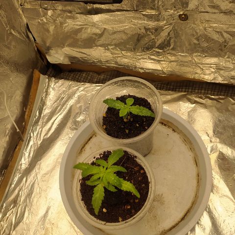 Red Poison 4 growlog photo: အနောက်ကအပင် 6 ရက်သား
seedling week 1
Day6