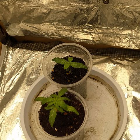 Red Poison 2 growlog timeline photo