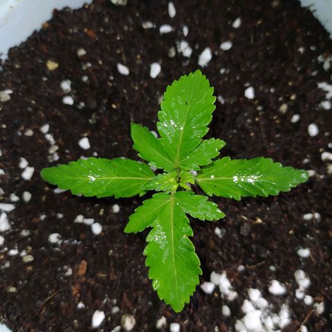 Red Poison 4 growlog timeline photo