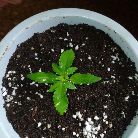 Red Poison 4 growlog timeline photo