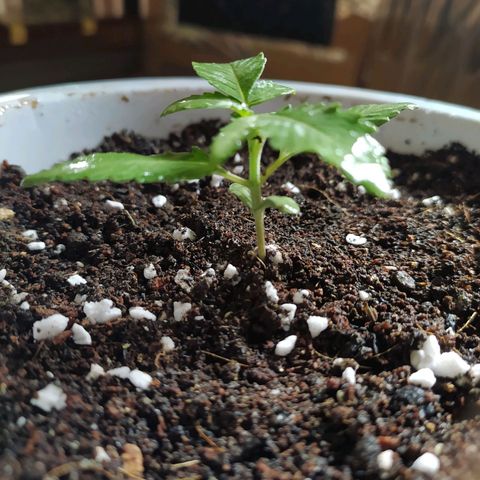 Red Poison 4 growlog timeline photo