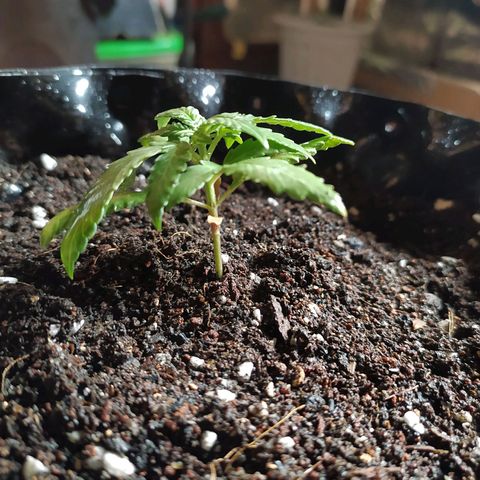 Red Poison 2 growlog timeline photo