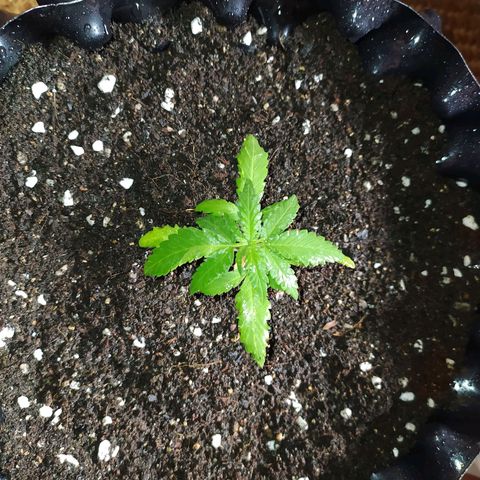 Red Poison 2 growlog timeline photo