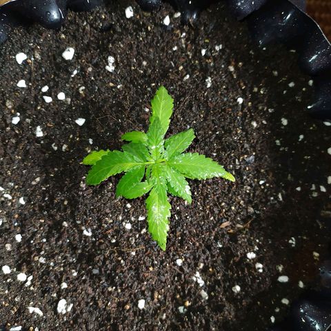 Red Poison 2 growlog timeline photo