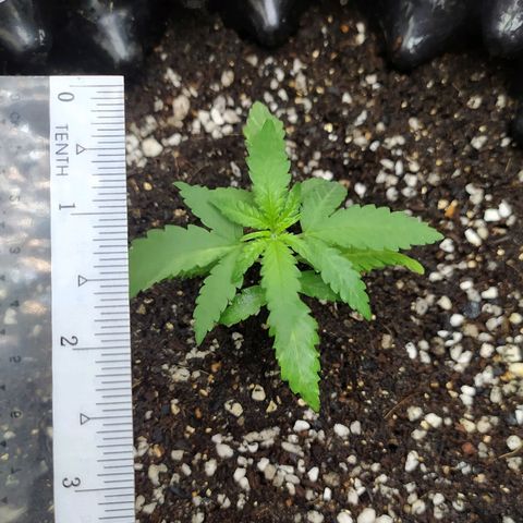 Red Poison 2 growlog photo: Vegetative Week 1
Day 1
B1 2cc
*Catnabis
Earth 2cc
Cal-Mag 1cc
Grow 1.5cc
Liquid Bat Guano 1cc စထည့်ကျွေး

