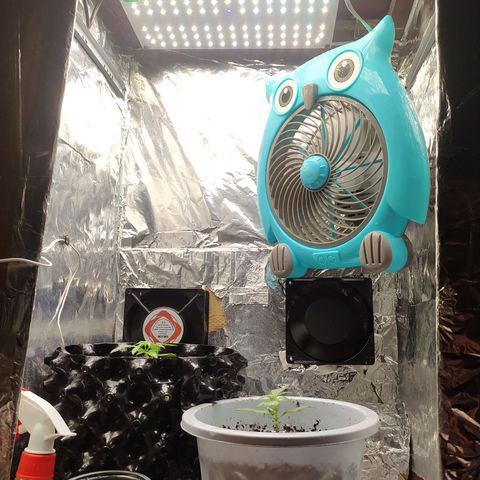 Red Poison 2 growlog photo: Vegetative Week 1
Day 1
B1 2cc
*Catnabis
Earth 2cc
Cal-Mag 1cc
Grow 1.5cc
Liquid Bat Guano 1cc စထည့်ကျွေး

