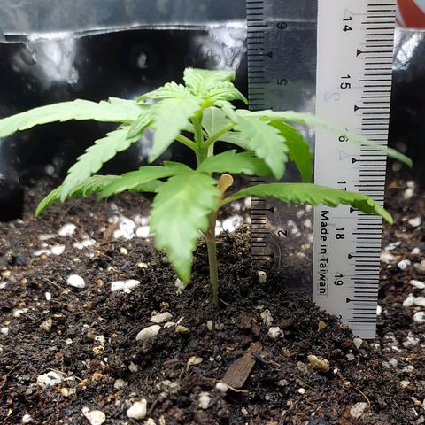 Red Poison 2 growlog photo: Vegetative Week 1
Day 1
B1 2cc
*Catnabis
Earth 2cc
Cal-Mag 1cc
Grow 1.5cc
Liquid Bat Guano 1cc စထည့်ကျွေး

