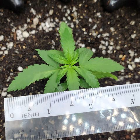 Red Poison 2 growlog photo: Vegetative Week 1
Day 1
B1 2cc
*Catnabis
Earth 2cc
Cal-Mag 1cc
Grow 1.5cc
Liquid Bat Guano 1cc စထည့်ကျွေး

