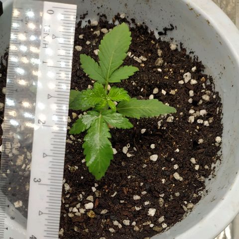 Red Poison 4 growlog photo: Seedling Week 2
Day 10
B1 2cc
*Catnabis
Earth 2cc
Cal-Mag 1cc
Grow 1.5cc
Liquid Bat Guano 1cc စကျွေး

