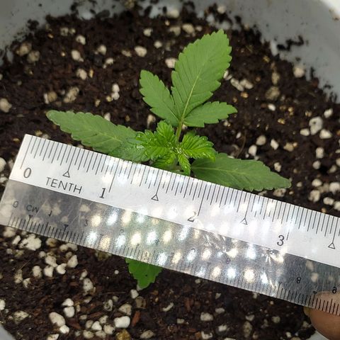 Red Poison 4 growlog photo: Seedling Week 2
Day 10
B1 2cc
*Catnabis
Earth 2cc
Cal-Mag 1cc
Grow 1.5cc
Liquid Bat Guano 1cc စကျွေး

