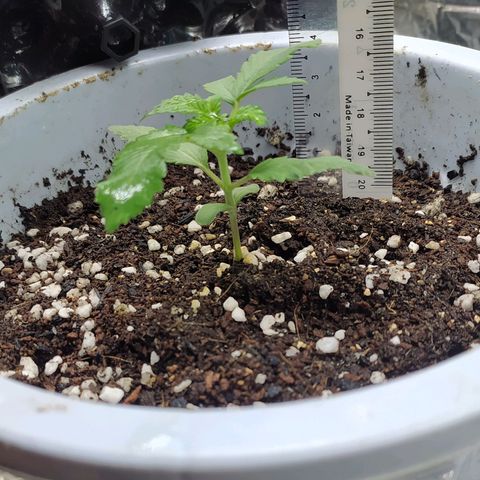 Red Poison 4 growlog photo: Seedling Week 2
Day 10
B1 2cc
*Catnabis
Earth 2cc
Cal-Mag 1cc
Grow 1.5cc
Liquid Bat Guano 1cc စကျွေး

