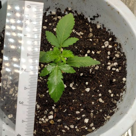 Red Poison 4 growlog timeline photo