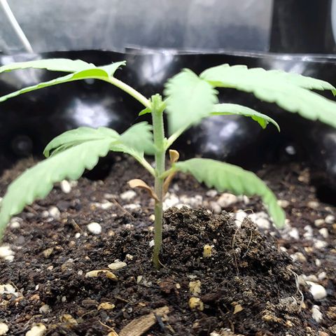 Red Poison 2 growlog timeline photo