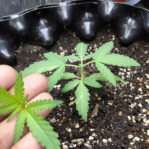 Red Poison 2 growlog timeline photo
