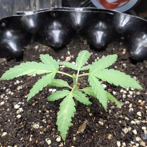 Red Poison 2 growlog timeline photo