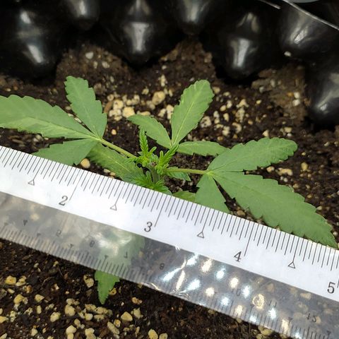 Red Poison 2 growlog photo: 19 days old
Vegetative Week 1
Day 5
Organic Fertilizer(Gap) 2tsp စ On
B1+ 2cc
Silica Booster(MDMA) 1cc
*Catnabis
Earth 2cc
Cal-Mag 1cc
Grow 2cc
Liquid Bat Guano 1cc
1L solution ဖျော်ပီးလောင်း
