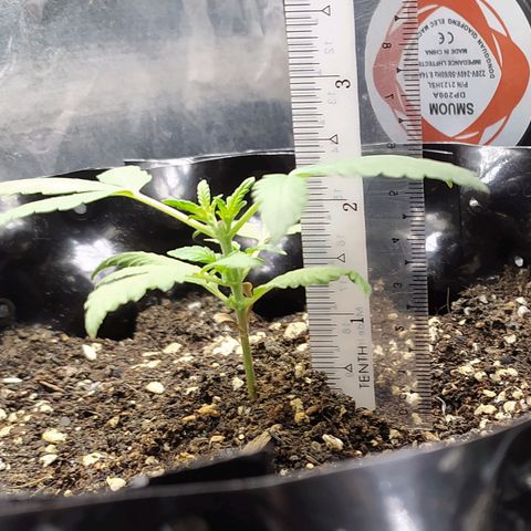 Red Poison 2 growlog photo: 19 days old
Vegetative Week 1
Day 5
Organic Fertilizer(Gap) 2tsp စ On
B1+ 2cc
Silica Booster(MDMA) 1cc
*Catnabis
Earth 2cc
Cal-Mag 1cc
Grow 2cc
Liquid Bat Guano 1cc
1L solution ဖျော်ပီးလောင်း
