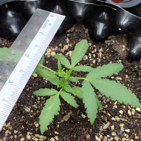 Red Poison 2 growlog photo: 19 days old
Vegetative Week 1
Day 5
Organic Fertilizer(Gap) 2tsp စ On
B1+ 2cc
Silica Booster(MDMA) 1cc
*Catnabis
Earth 2cc
Cal-Mag 1cc
Grow 2cc
Liquid Bat Guano 1cc
1L solution ဖျော်ပီးလောင်း
