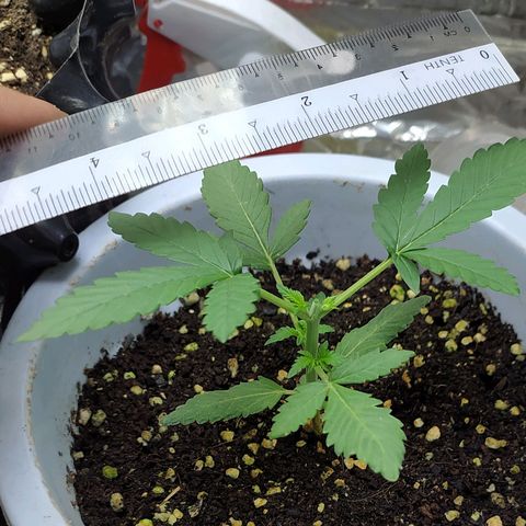Red Poison 4 growlog photo: 14 days old
Seedling Week 2
Day 14 
Organic Fertilizer(Gap) 2tsp စ On
B1+ 2cc
Silica Booster(MDMA) 1cc
*Catnabis
Earth 2cc
Cal-Mag 1cc
Grow 2cc
Liquid Bat Guano 1cc
1L solution ဖျော်ပီး 500ml လောင်း

