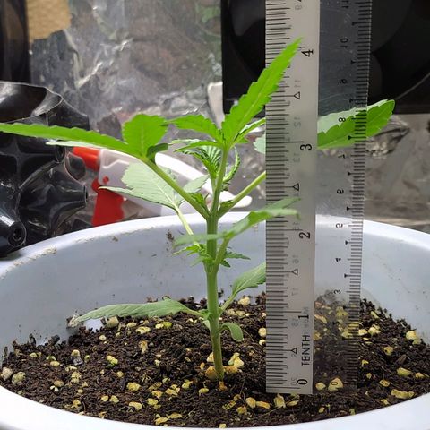 Red Poison 4 growlog photo: 14 days old
Seedling Week 2
Day 14 
Organic Fertilizer(Gap) 2tsp စ On
B1+ 2cc
Silica Booster(MDMA) 1cc
*Catnabis
Earth 2cc
Cal-Mag 1cc
Grow 2cc
Liquid Bat Guano 1cc
1L solution ဖျော်ပီး 500ml လောင်း
