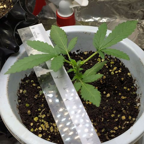 Red Poison 4 growlog photo: 14 days old
Seedling Week 2
Day 14 
Organic Fertilizer(Gap) 2tsp စ On
B1+ 2cc
Silica Booster(MDMA) 1cc
*Catnabis
Earth 2cc
Cal-Mag 1cc
Grow 2cc
Liquid Bat Guano 1cc
1L solution ဖျော်ပီး 500ml လောင်း
