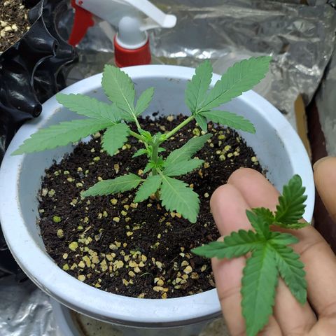 Red Poison 4 growlog photo: 14 days old
Seedling Week 2
Day 14 
Organic Fertilizer(Gap) 2tsp စ On
B1+ 2cc
Silica Booster(MDMA) 1cc
*Catnabis
Earth 2cc
Cal-Mag 1cc
Grow 2cc
Liquid Bat Guano 1cc
1L solution ဖျော်ပီး 500ml လောင်း
