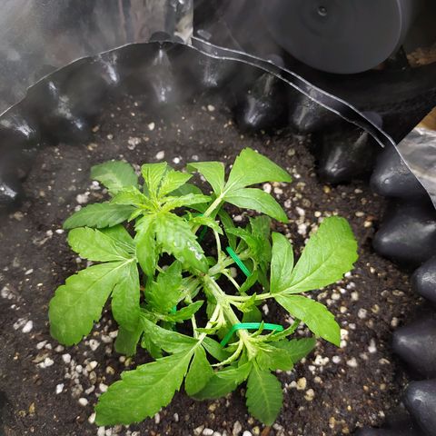Red Poison 2 growlog photo: 23 Days
Vegetative Week 2
Day 2
 
LST ပေး ထိပ်ကိုင်းတကိုင်းတော့နည်းနည်းနာထား B1+ 100ml နဲ့ spray ဖြည်းပီးစောင့်ကြည့်