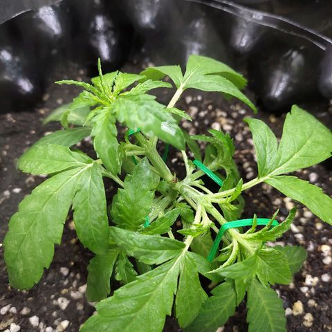 Red Poison 2 growlog photo: 23 Days
Vegetative Week 2
Day 2
 
LST ပေး ထိပ်ကိုင်းတကိုင်းတော့နည်းနည်းနာထား B1+ 100ml နဲ့ spray ဖြည်းပီးစောင့်ကြည့်