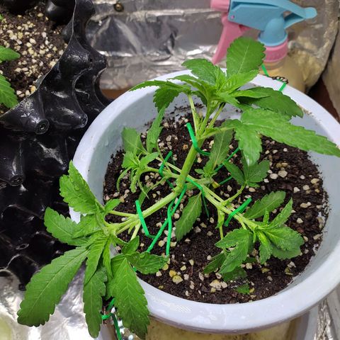 Red Poison 4 growlog photo: 18 days
Vegetative Week 1
Day 4

Topping ပေးတာ 4 ရက်ပဲရှိသေးပေမယ့်တောက်လျောက်ထပ်တက်နေလို့ RP1 နဲ့အတူ LST ပေးထိပ်ကိုင်းလေးတကိုင်းထိထားလိူ့ B1+ 100 mlလောင်းပီး spray ဖြန်းစောင့်ကြည့်