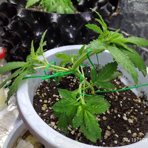 Red Poison 4 growlog photo: 18 days
Vegetative Week 1
Day 4

Topping ပေးတာ 4 ရက်ပဲရှိသေးပေမယ့်တောက်လျောက်ထပ်တက်နေလို့ RP1 နဲ့အတူ LST ပေးထိပ်ကိုင်းလေးတကိုင်းထိထားလိူ့ B1+ 100 mlလောင်းပီး spray ဖြန်းစောင့်ကြည့်