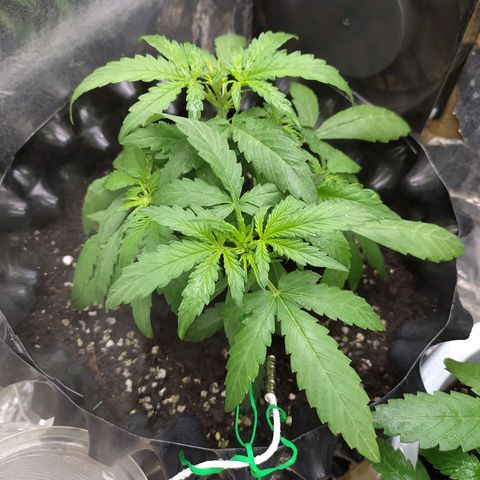 Red Poison 2 growlog photo: 26 days
Vegetative Week 2
Day12

OF(Gap) ကို 3ဇွန်းတိုးပေး

B1+ -2cc
Silica Booster(MDMR) -2cc

Catnabis
Earth -2cc
Cal-Mag -3cc
Grow -6cc
Liquid Bat Guano-2cc
ကို ရေ 1L နဲ့ဖျော်ပီး 500ml လောင်းပီးတပင်လုံး​ spray ဖြန်း


