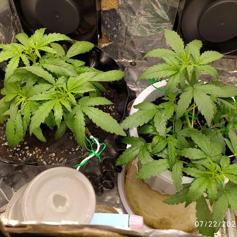 Red Poison 2 growlog photo: 26 days
Vegetative Week 2
Day12

OF(Gap) ကို 3ဇွန်းတိုးပေး

B1+ -2cc
Silica Booster(MDMR) -2cc

Catnabis
Earth -2cc
Cal-Mag -3cc
Grow -6cc
Liquid Bat Guano-2cc
ကို ရေ 1L နဲ့ဖျော်ပီး 500ml လောင်းပီးတပင်လုံး​ spray ဖြန်း


