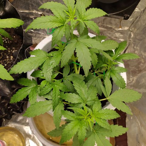 Red Poison 4 growlog photo: 21 days
Vegetative Week 1
Day7

OF(Gap) ကို 3ဇွန်းတိုးပေး

B1+ -2cc
Silica Booster(MDMR) -2cc

Catnabis
Earth -2cc
Cal-Mag -3cc
Grow -6cc
Liquid Bat Guano-2cc
ကို ရေ 1L နဲ့ဖျော်ပီး 500ml လောင်းပီးတပင်လုံး​ spray ဖြန်း


