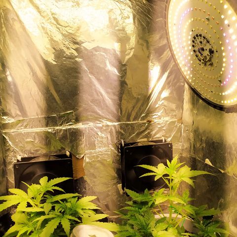 Red Poison 4 growlog timeline photo