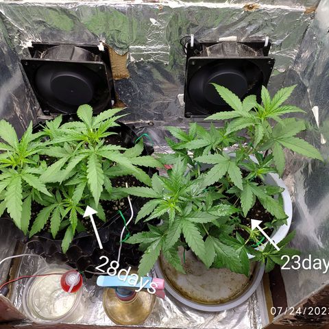 Red Poison 2 growlog photo: Defoliation နည်းနည်းလုပ်ပီး ရှည်ထွက်လာတဲ့ Node တချို့ LST ထပ်ပေး