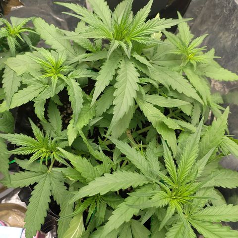 Red Poison 2 growlog photo: 30days
Vegetative Week 3
Day 16