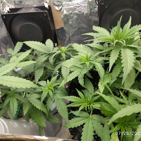 Red Poison 2 growlog timeline photo