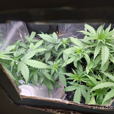 Red Poison 4 growlog photo: 25days
Vegetative Week 2
Day 11